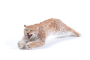 Image description is not available for 1983.129.1